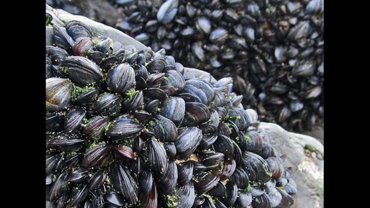 Lethal shellfish toxin warnings issued for 3 Bay Area county coasts KTVU FOX 2