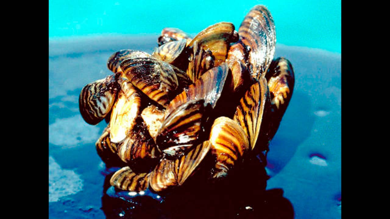 SF bay mussels contain toxin that can cause liver damage