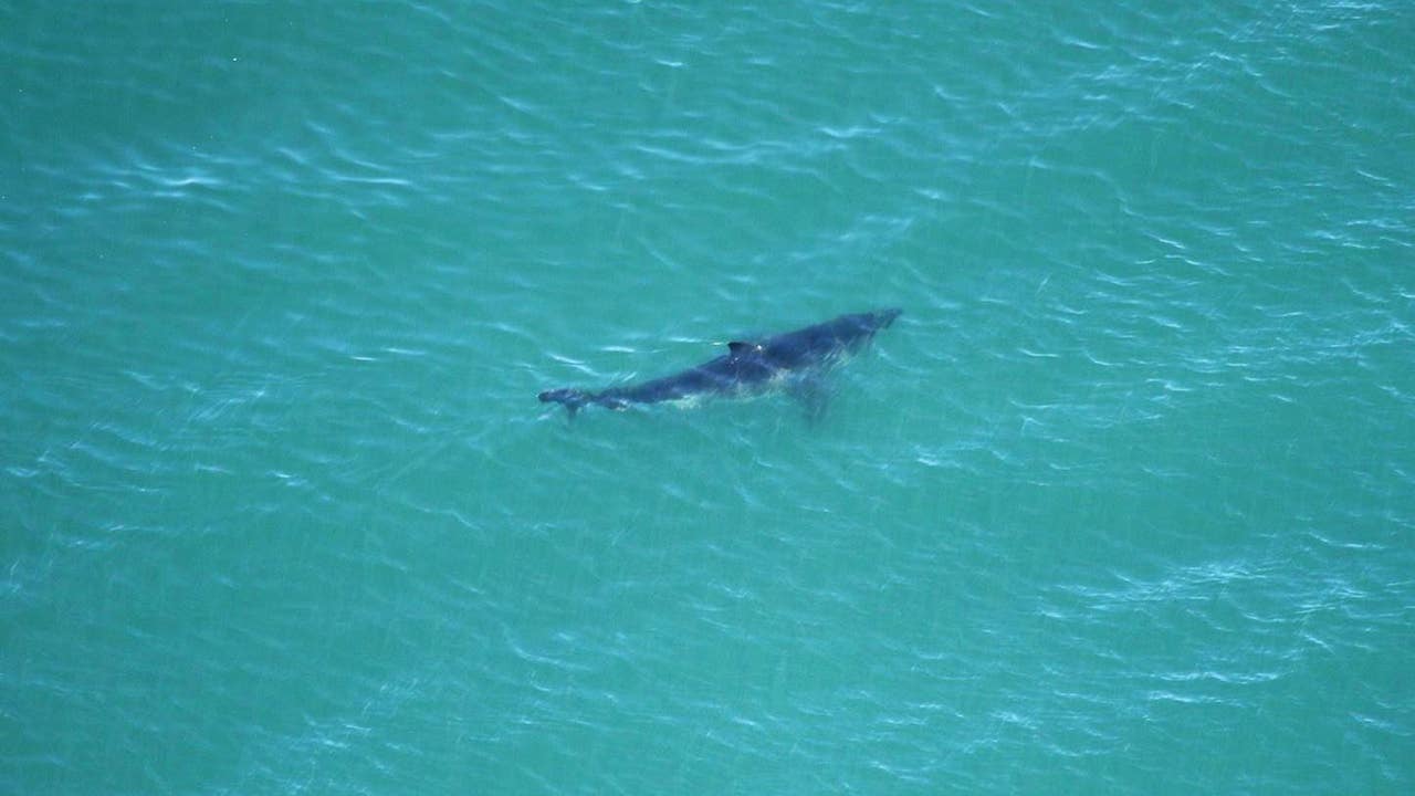 15 great white sharks spotted near cement ship in Aptos