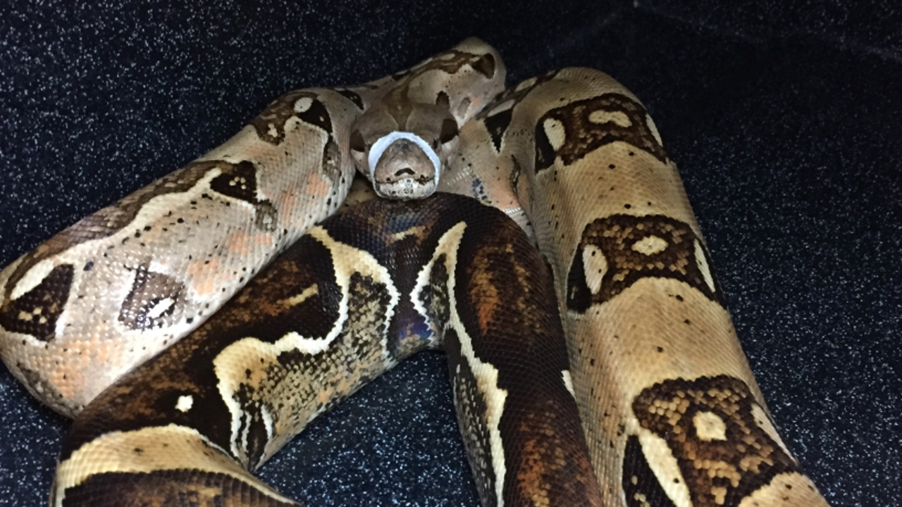 boa constrictor snake opening door and falling boa constrictor snake opening door and falling