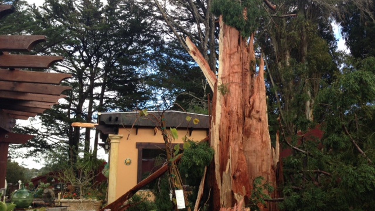 Lightning Strike Blows Large Redwood Tree To Pieces 