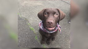 Santa Rosa couple heartbroken after losing their puppy, poisoned by blue green algae