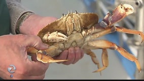 Crab traps may be banned as crab season approaches