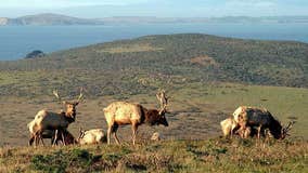 Point Reyes National Seashore to remain closed until further notice due to Woodward Fire