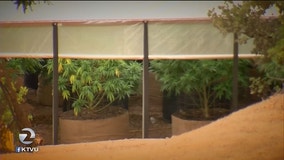 2 Investigates: Environmental concerns surround South Bay pot farms