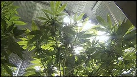 California's recreational pot law goes into effect in 2018