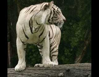 Odin, beloved Six Flags Discovery Kingdom white Bengal tiger, dies