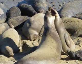 A California Elephant Seal Colony Overran a Beach During the Shutdown