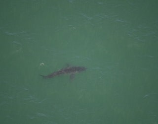 Sharks spotted near Cement Ship along Santa Cruz County Coast