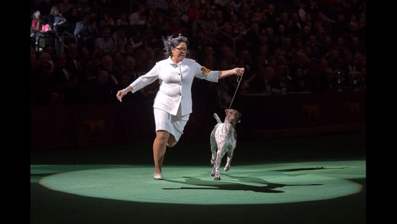 CJ the German shorthaired pointer wins Westminster dog show