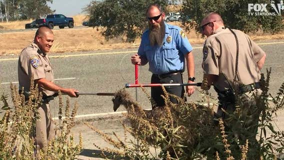 California Highway Patrol captures fleeing fugitive emu