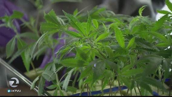 Concord city council set to discuss permits for retail adult-use pot