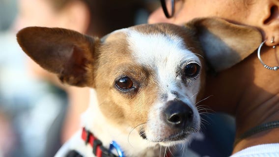 Dog owners would rather be with pets than friends, study suggests