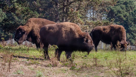 'I could feel the earth rumbling’: Bison stampede at Yellowstone National Park after tourists get too close