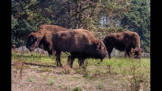 Animal lovers who can't visit Golden Gate Park can check out the new Bison Cam
