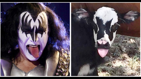 Texas calf born looking like KISS rocker Gene Simmons
