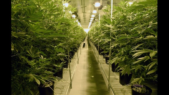 California's top marijuana regulator talks legalization