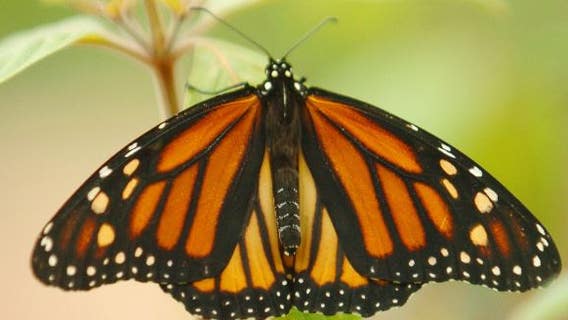Endangered-species decision expected on beloved monarch butterfly