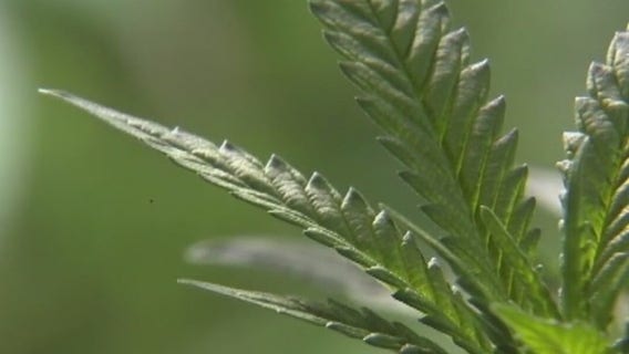 Get a pencil: California's marijuana-tracking system delayed