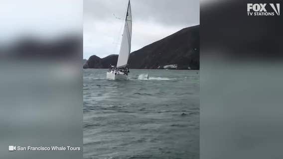 SF whale watching boat has close encounter with humpback in San Francisco Bay