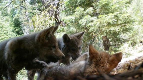 California's only wolf family welcomes new pups