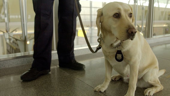 TSA to use more 'floppy-eared' dogs because they're less scary for kids