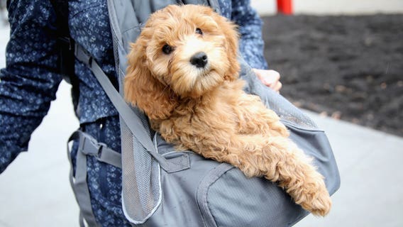 National Dog Mom's Day is here for ladies with fur babies