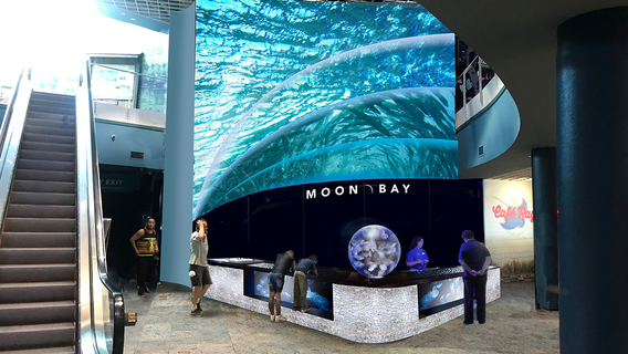 Florida Aquarium to open jellyfish petting tank