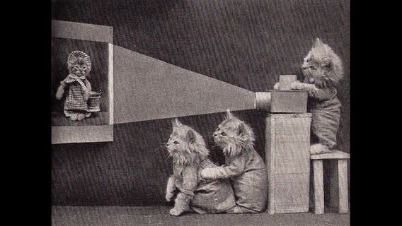 CatVideoFest returns to Roxie Theater, benefits feral felines