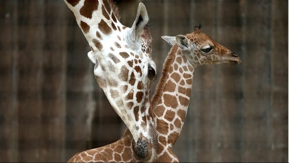 San Francisco Zoo to reopen Monday