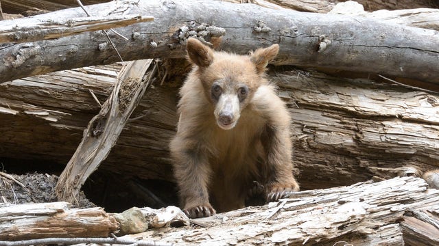 Paradise the bear cub released back into the wild after rehabilitation