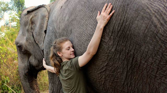 "Love & Bananas" documentary chronicling Thailand elephant sanctuary hits bay area theaters