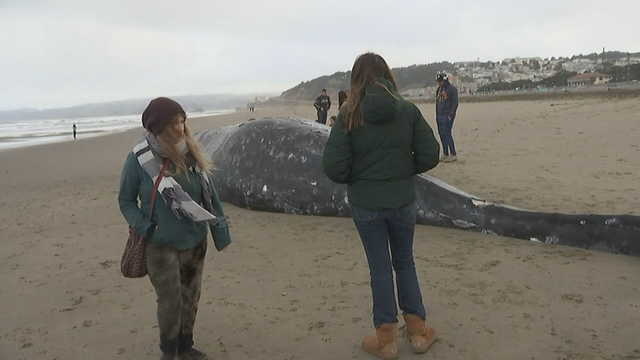 Necropsy: Whale at Ocean Beach died from ship strike