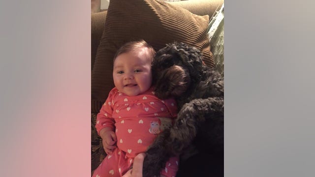 Family dog dies trying to protect baby in fire