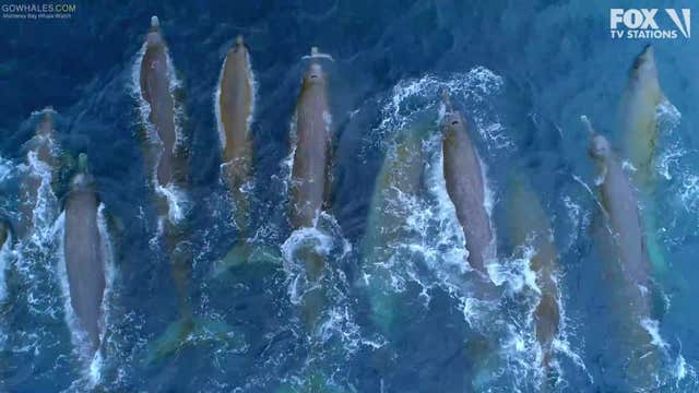 Rare sighting of Baird's Beaked Whales in Monterey Bay caught on drone video