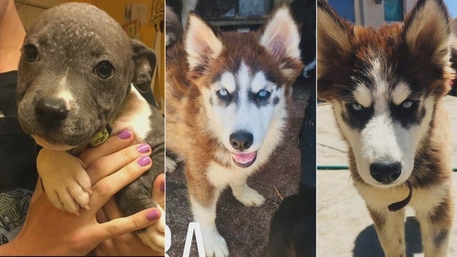 2 of 3 stolen puppies from dog rescue recovered, arrests made; pitbull outstanding