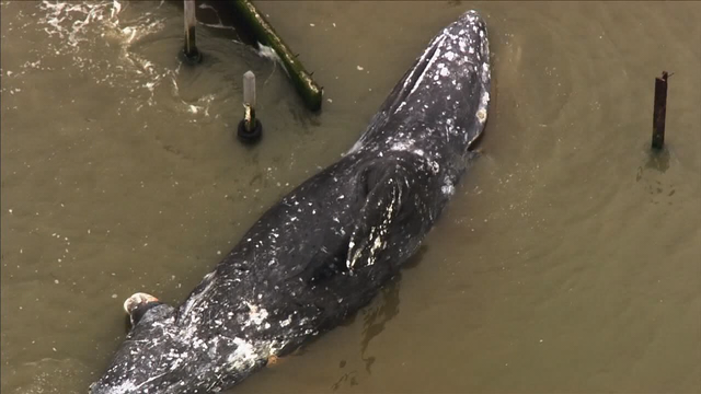 Contra Costa Co.: Gray whale carcass near Rodeo was severely malnourished
