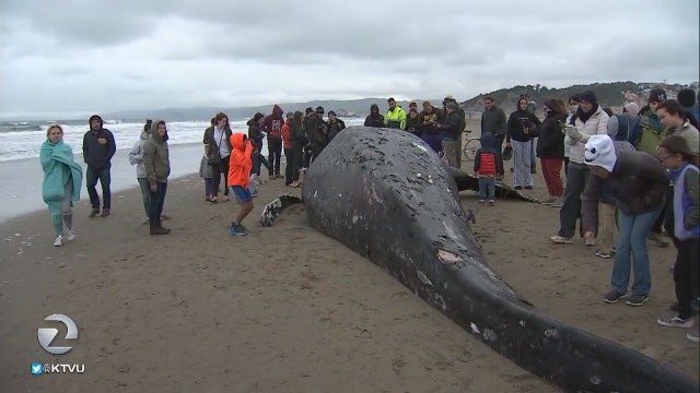 9 dead gray whales found in San Francisco Bay is cause for 'serious concern,' scientist says