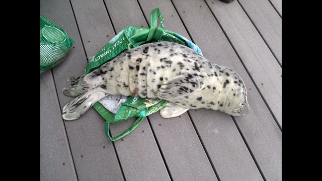 NOAA reminding people not to touch or pick up seal pups
