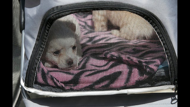 California becomes first state to ban sales from puppy mills