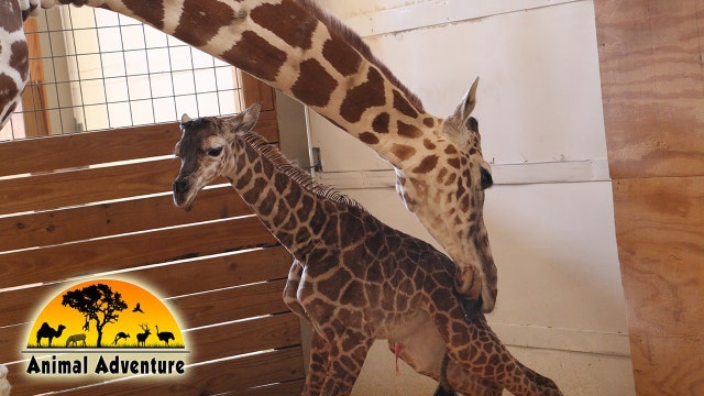 CONFIRMED: April the giraffe is pregnant - again