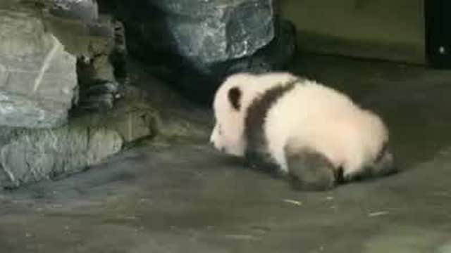 Baby panda takes first steps at Belgian zoo