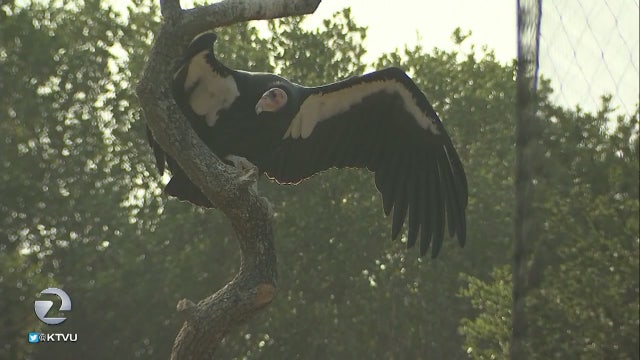 Bad air bad for business at the Oakland Zoo