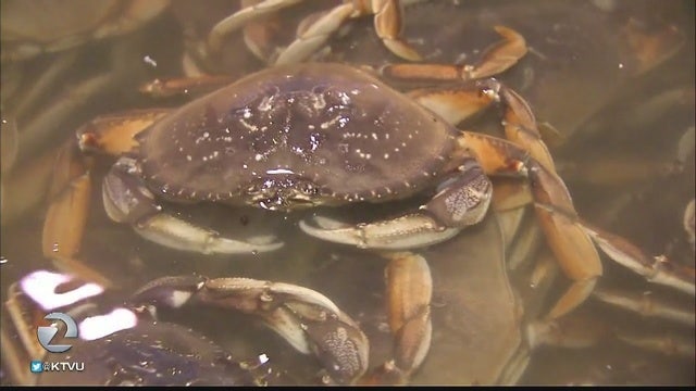 Environmental group says California crabbers are harming whales