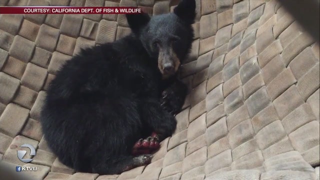 Bear cub burned in California wildfire gets 'fish-skin'