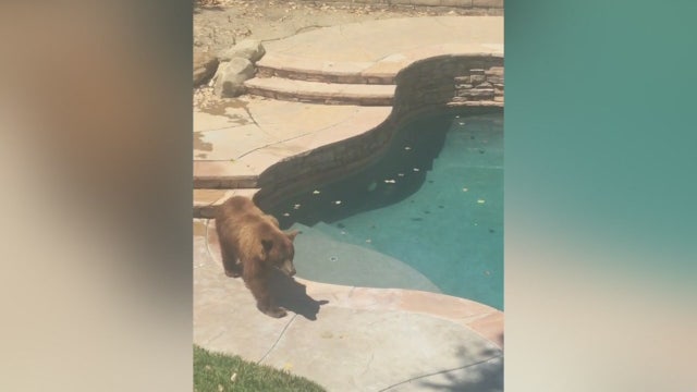 Bear, cub spotted roaming around neighborhood in Castaic