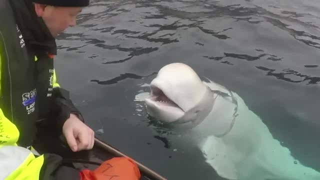 Beluga whale found wearing harness