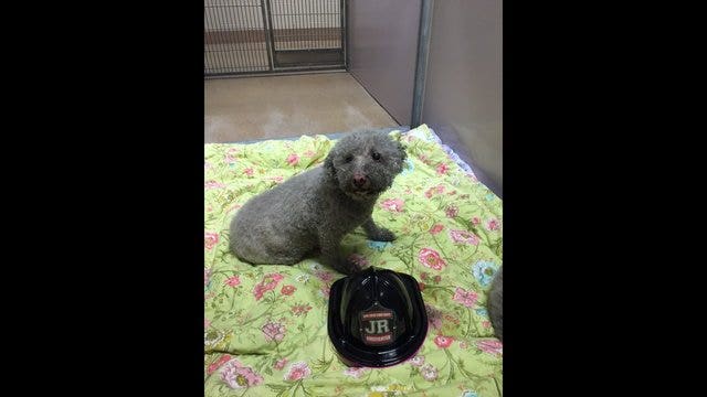San Jose Fire Department praised after saving two Bichons