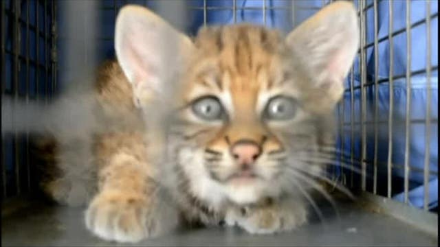 Baby bobcat rescued after its abandoned by its mom