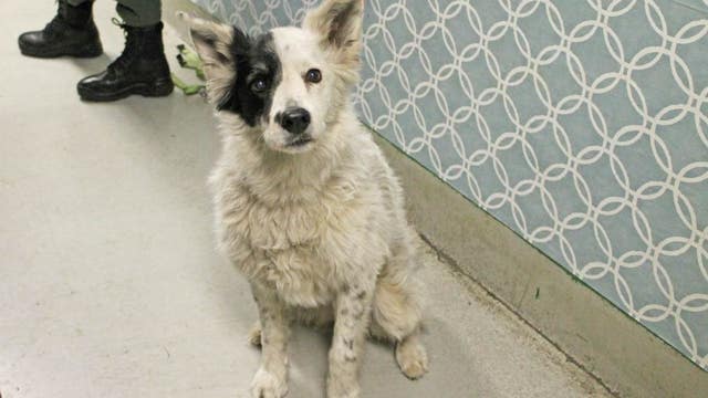 Man who lost home in Camp Fire to be reunited with his dog in SF